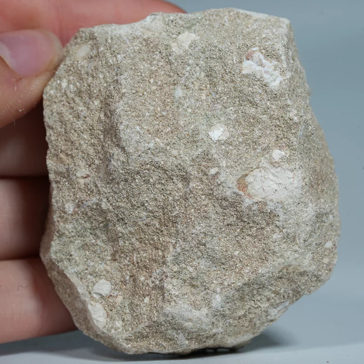 skamienialy-zab-rekina-skamieliny-naturalne (41) (Copy).webp