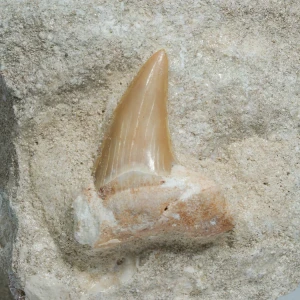 skamienialy-zab-rekina-skamieliny-naturalne (48) (Copy).webp