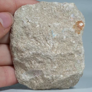 skamienialy-zab-rekina-skamieliny-naturalne (47) (Copy).webp