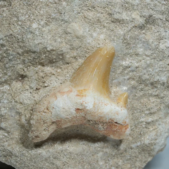 skamienialy-zab-rekina-skamieliny-naturalne (51) (Copy).webp