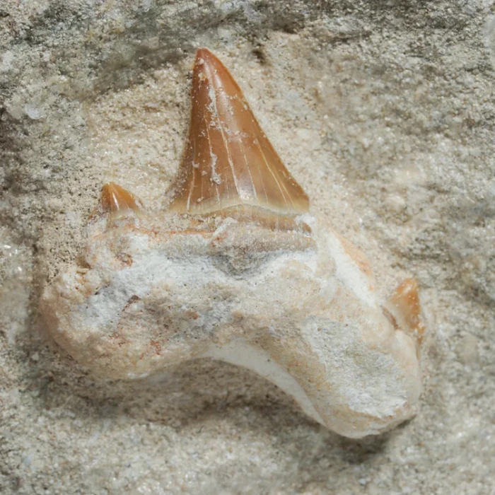 skamienialy-zab-rekina-skamieliny-naturalne (54) (Copy).webp