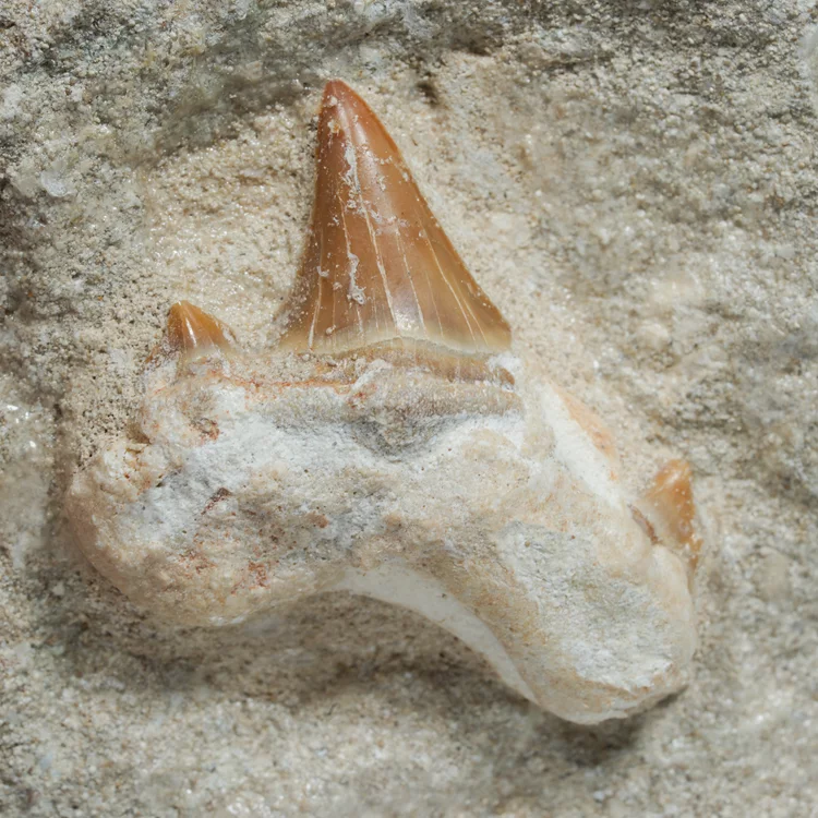 skamienialy-zab-rekina-skamieliny-naturalne (54) (Copy).webp