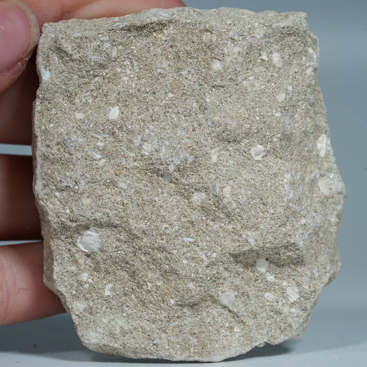 skamienialy-zab-rekina-skamieliny-naturalne (53) (Copy).webp