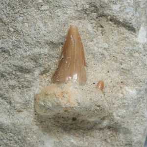 skamienialy-zab-rekina-skamieliny-naturalne (60) (Copy).webp
