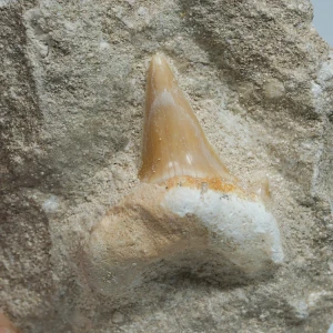 skamienialy-zab-rekina-skamieliny-naturalne (66) (Copy).webp