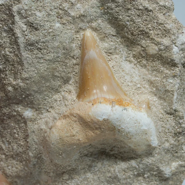 skamienialy-zab-rekina-skamieliny-naturalne (66) (Copy).webp