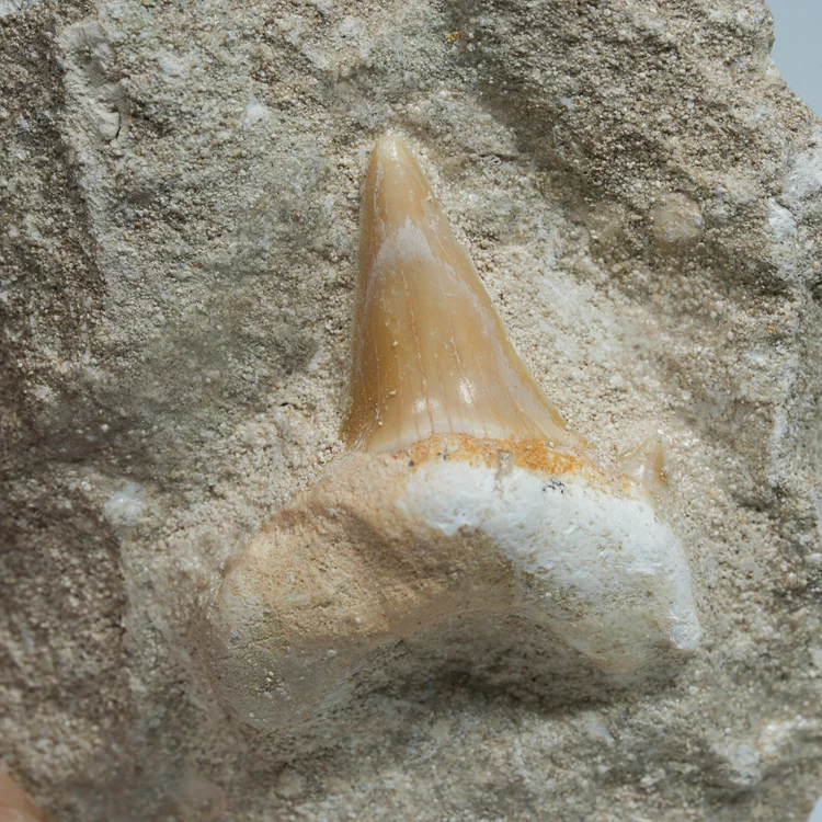 skamienialy-zab-rekina-skamieliny-naturalne (66) (Copy).webp