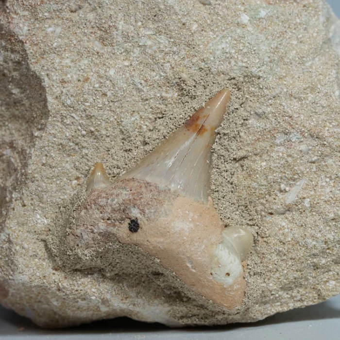 skamienialy-zab-rekina-skamieliny-naturalne (72) (Copy).webp