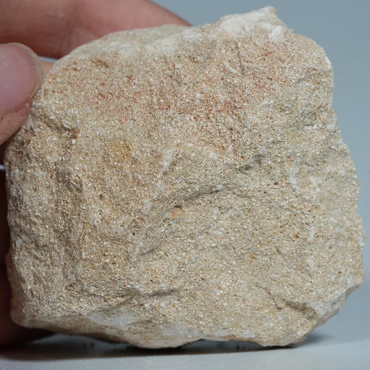 skamienialy-zab-rekina-skamieliny-naturalne (71) (Copy).webp