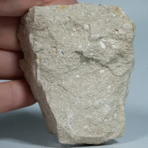 skamienialy-zab-rekina-skamieliny-naturalne (98) (Copy).webp