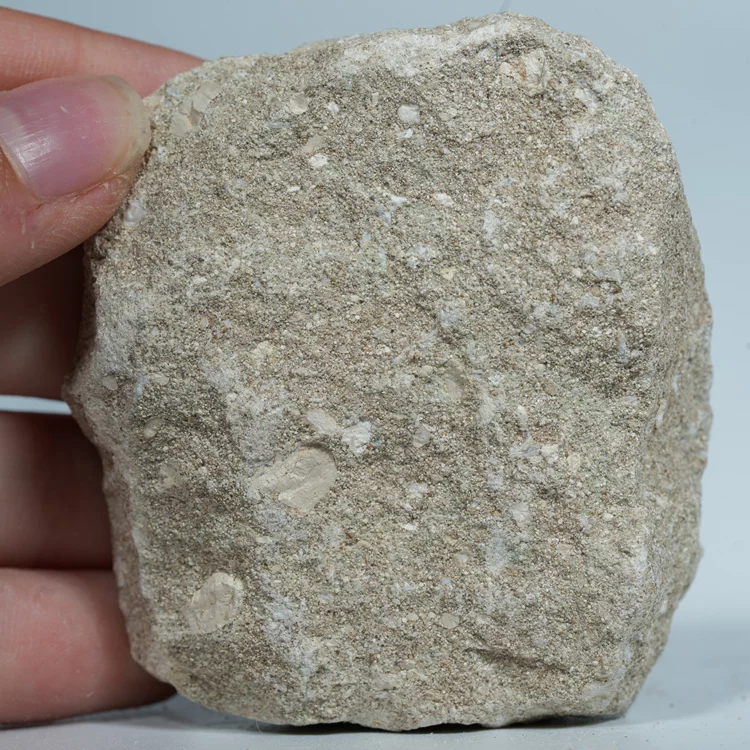 skamienialy-zab-rekina-skamieliny-naturalne (107) (Copy).webp