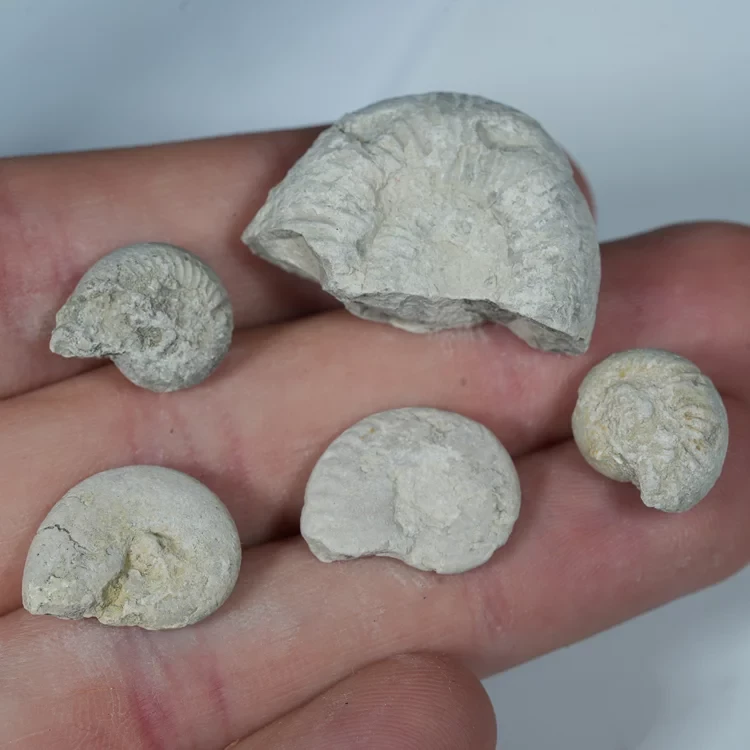 male-amonity-naturalne-z-polski-skamienialosci (8).webp