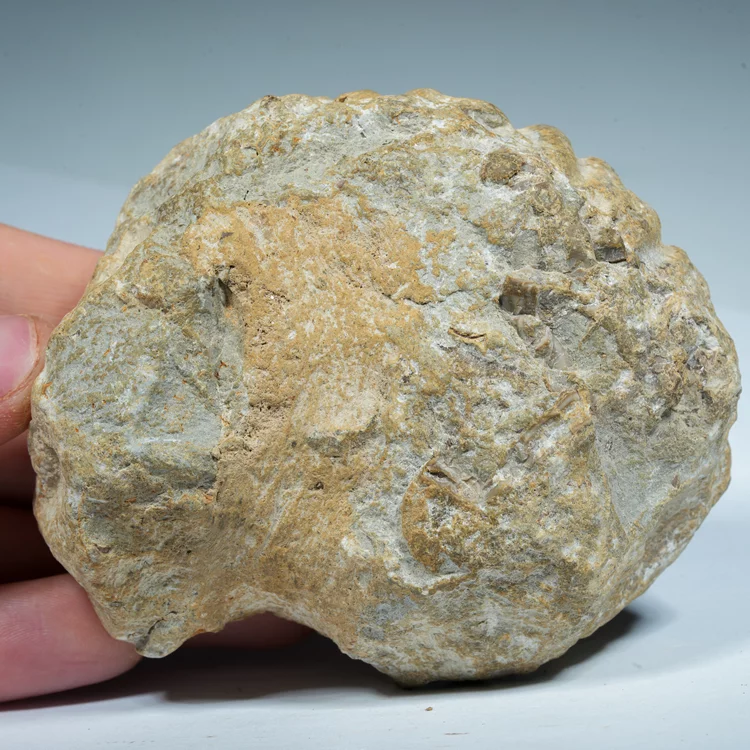amonity-skamienialosci-skamieliny (33) (Copy).webp