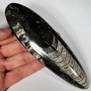 orthoceras-skamienialosc-naturalna-skamielina (14) (Copy).webp