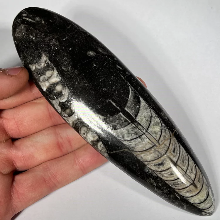 orthoceras-skamienialosc-naturalna-skamielina (14) (Copy).webp