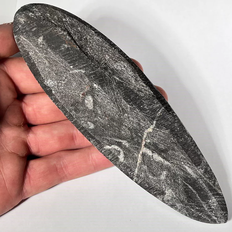 orthoceras-skamienialosc-naturalna-skamielina (15) (Copy).webp