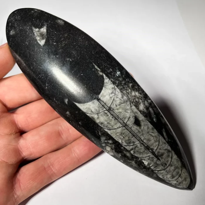 orthoceras-skamienialosc-naturalna-skamielina (2) (Copy).webp