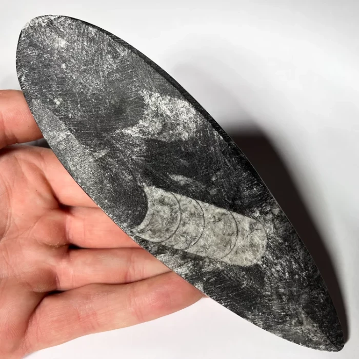 orthoceras-skamienialosc-naturalna-skamielina (3) (Copy).webp