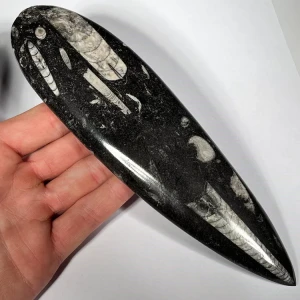 orthoceras-skamienialosc-naturalna-skamielina (26) (Copy).webp