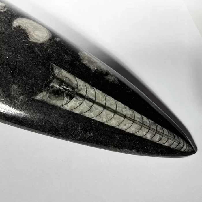 orthoceras-skamienialosc-naturalna-skamielina (27) (Copy).webp