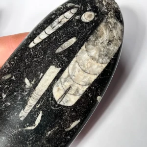 orthoceras-skamienialosc-naturalna-skamielina (28) (Copy).webp