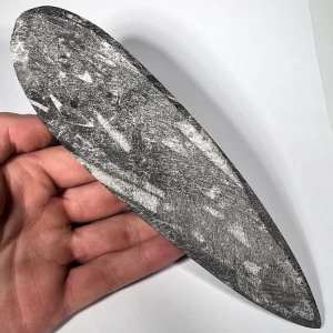 orthoceras-skamienialosc-naturalna-skamielina (1) (Copy).webp