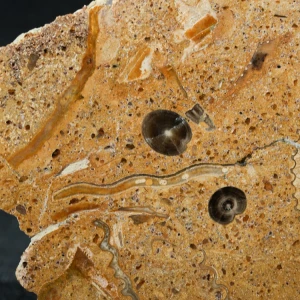 amonity-z-polski-jura-krakowska-skamienialosci (48) (Copy).webp
