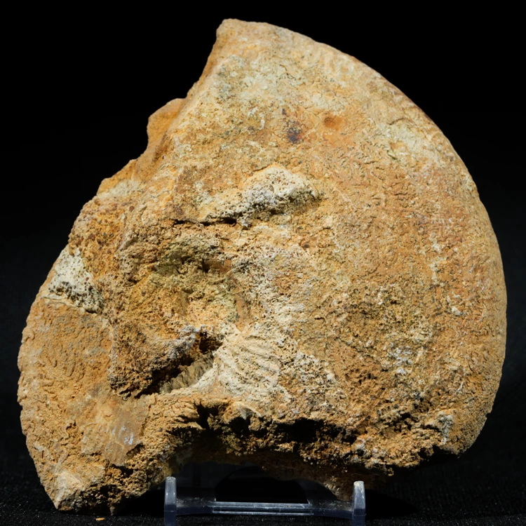 amonity-z-polski-jura-krakowska-skamienialosci (52) (Copy).webp