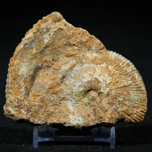 amonity-z-polski-jura-krakowska-skamienialosci (34) (Copy).webp