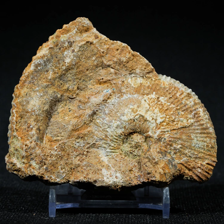 amonity-z-polski-jura-krakowska-skamienialosci (34) (Copy).webp