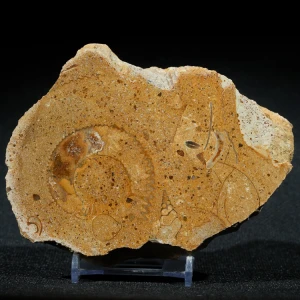 amonity-z-polski-jura-krakowska-skamienialosci (67) (Copy).webp