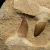 skamieniale-zeby-rekina-maroko (24).webp