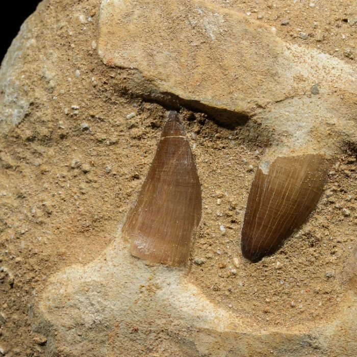 skamieniale-zeby-rekina-maroko (24).webp