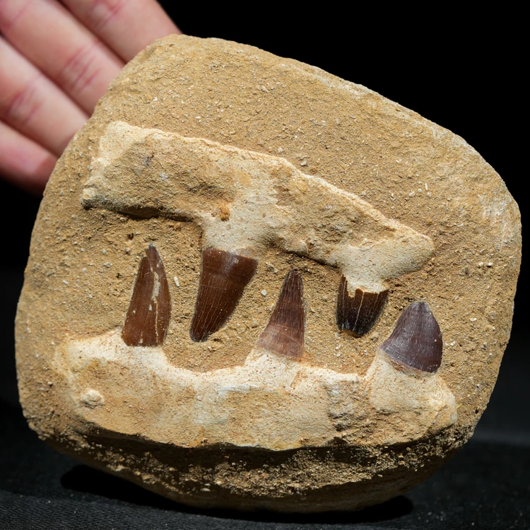skamieniale-zeby-rekina-maroko (1).webp