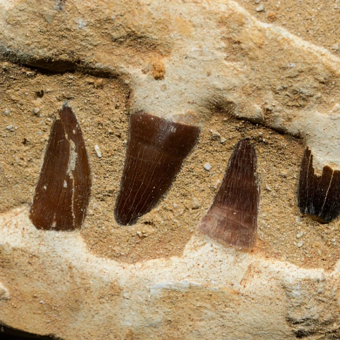 skamieniale-zeby-rekina-maroko (2).webp