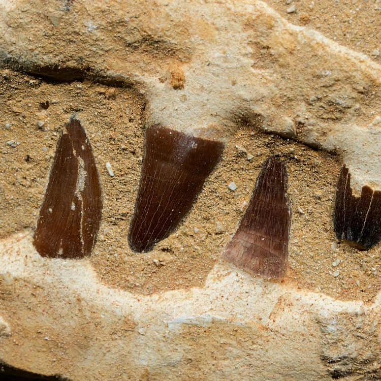 skamieniale-zeby-rekina-maroko (2).webp