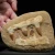 skamieniale-zeby-rekina-maroko (19).webp