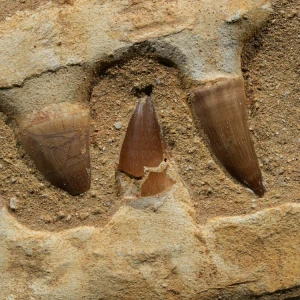 skamieniale-zeby-rekina-maroko (20).webp