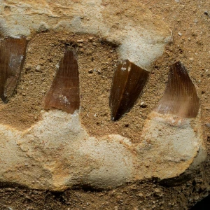 skamieniale-zeby-rekina-maroko (10).webp