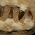 skamieniale-zeby-rekina-maroko (10).webp