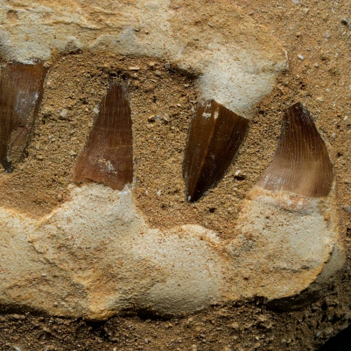 skamieniale-zeby-rekina-maroko (10).webp