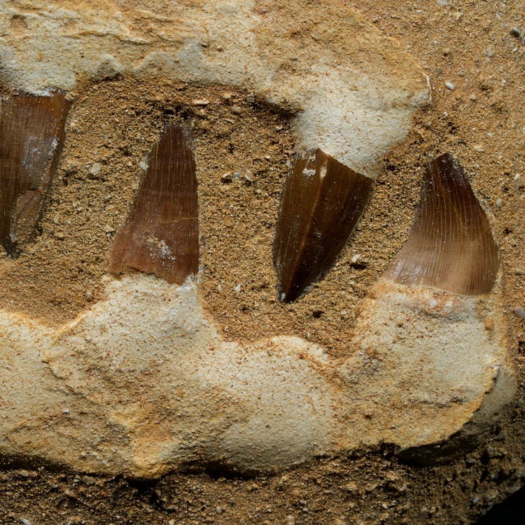 skamieniale-zeby-rekina-maroko (10).webp