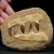 skamieniale-zeby-rekina-maroko (17).webp