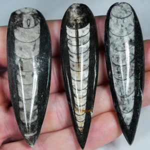 orthoceras-naturalna-skamienialosc-skamieliny (1).webp