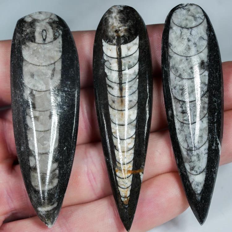 orthoceras-naturalna-skamienialosc-skamieliny (1).webp