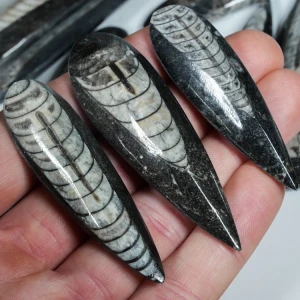 orthoceras-naturalna-skamienialosc-skamieliny (3).webp