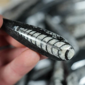 orthoceras-naturalna-skamienialosc-skamieliny (2).webp