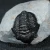 trylobit-z-maroka-maly-naturalny (4).webp