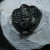 trylobit-z-maroka-maly-naturalny (32).webp