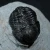 trylobit-z-maroka-maly-naturalny (40).webp